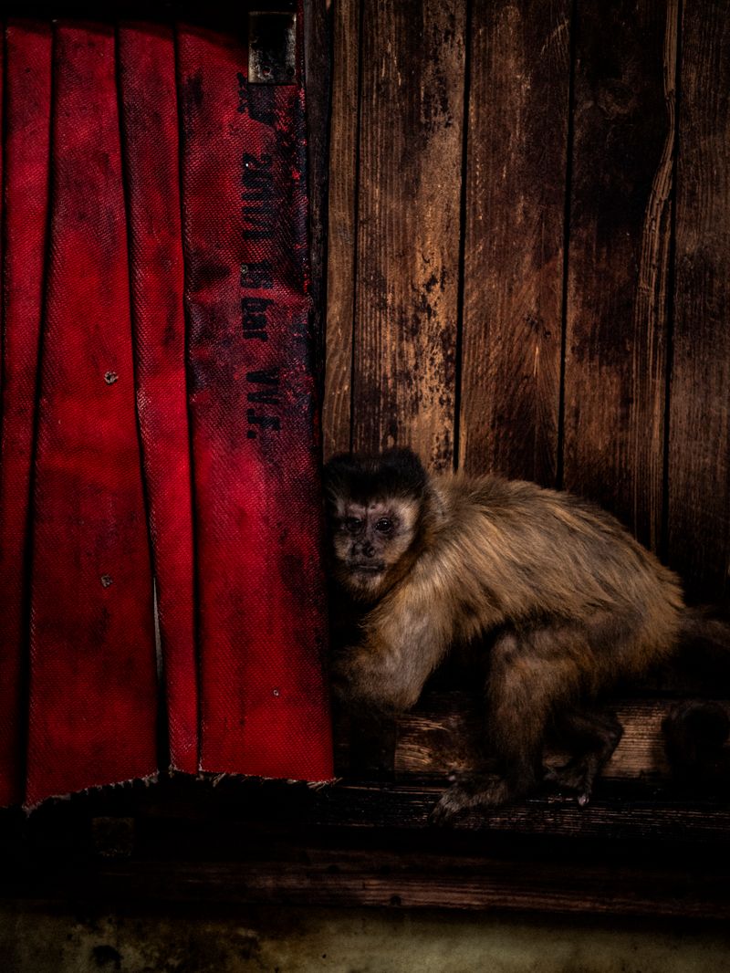 © Irene Alison - Image from the The Feather Collector photography project