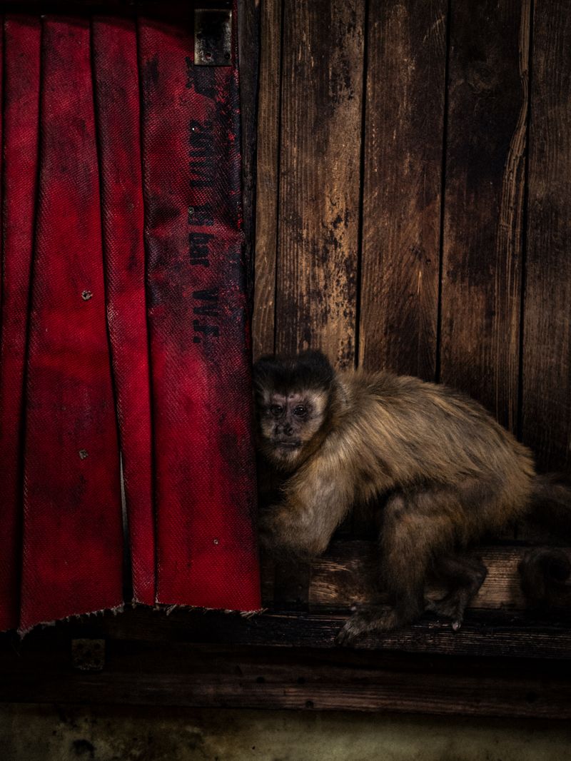 © Irene Alison - Image from the The Feather Collector photography project