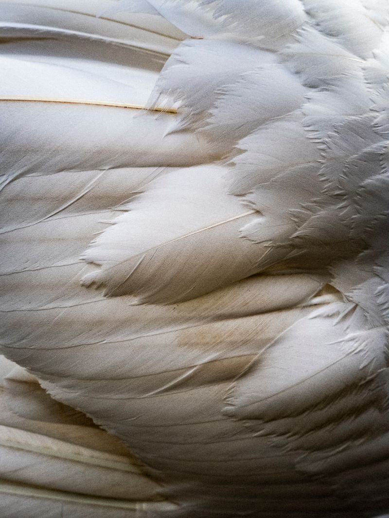 © Irene Alison - Image from the The Feather Collector photography project