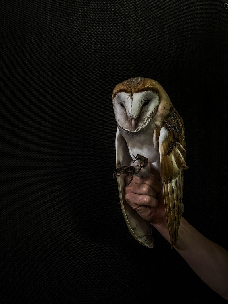 © Irene Alison - Image from the The Feather Collector photography project