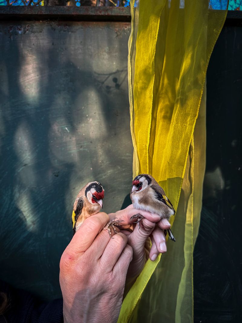 © Irene Alison - Image from the The Feather Collector photography project