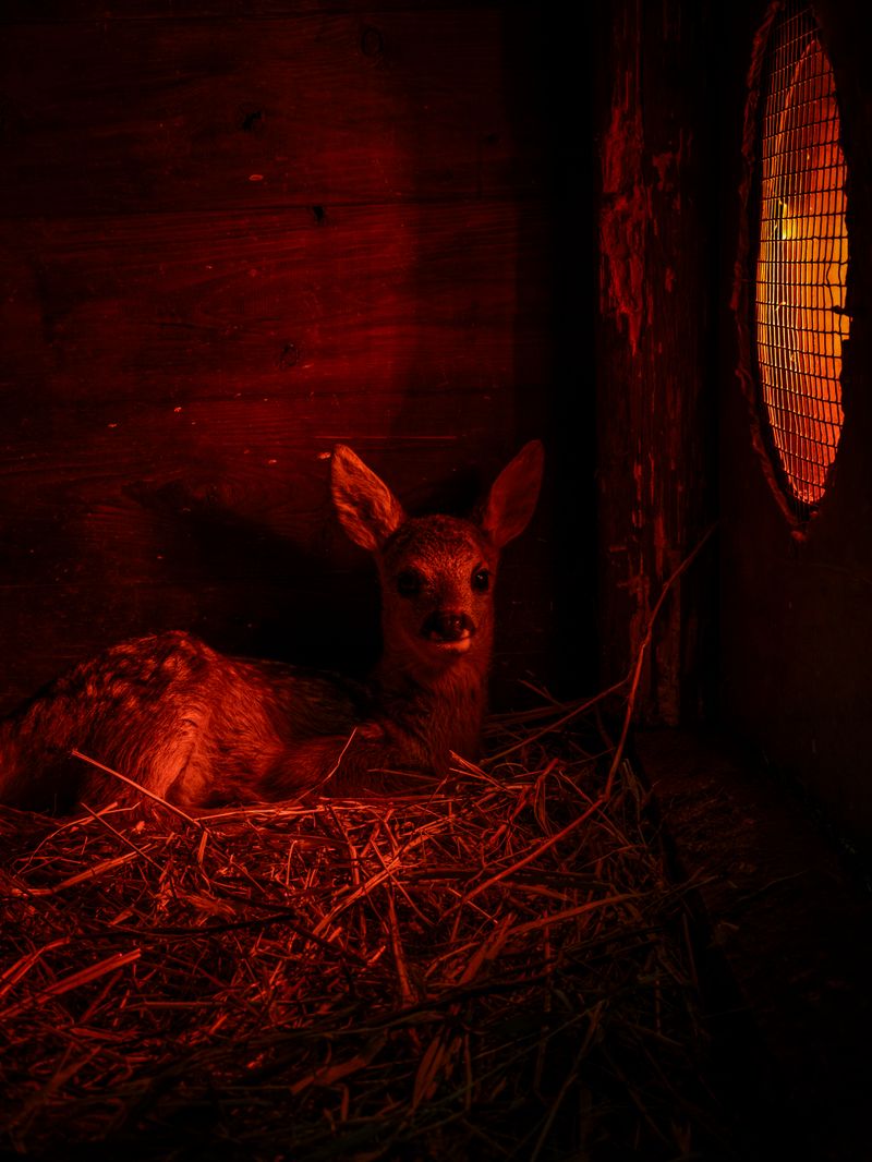 © Irene Alison - Image from the The Feather Collector photography project