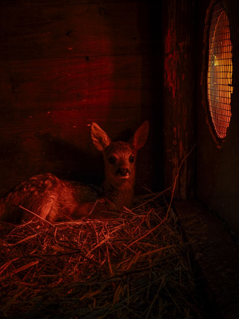 © Irene Alison - Image from the The Feather Collector photography project