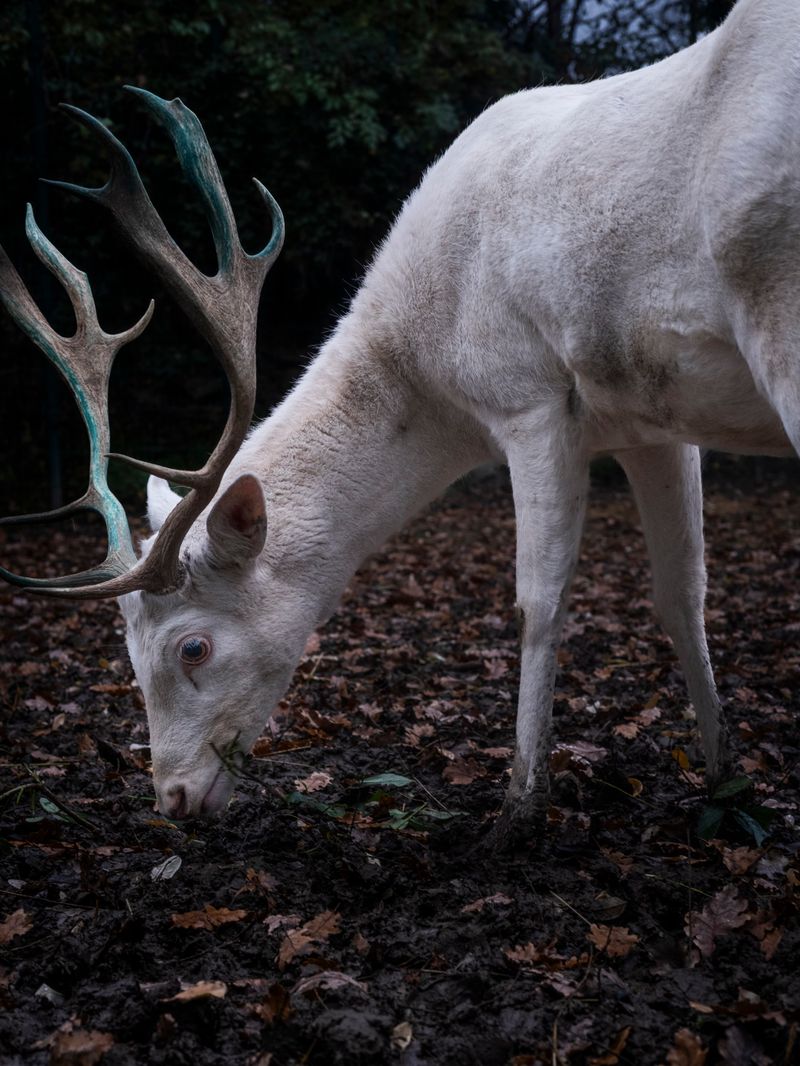 © Irene Alison - Image from the The Feather Collector photography project