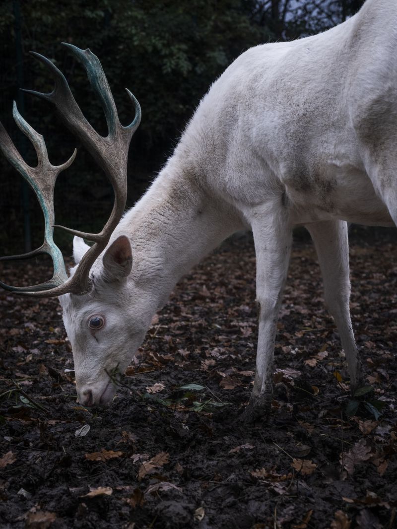 © Irene Alison - Image from the The Feather Collector photography project