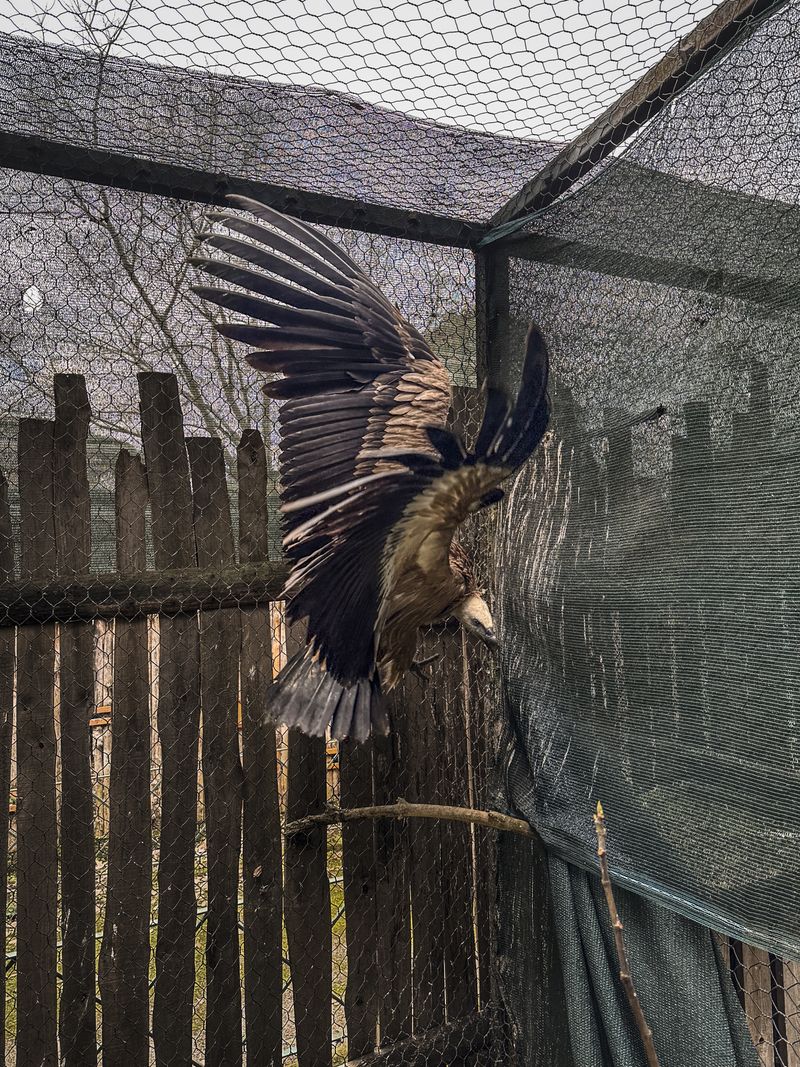 © Irene Alison - Image from the The Feather Collector photography project