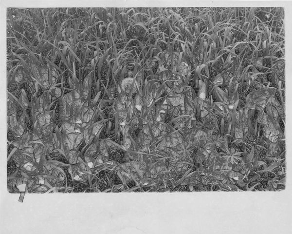 © Haohui Liu - lion teeth