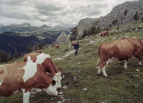© Claudia Mann - Hubert Comploi, the herder at the Gardenacia hut, counts his cows.