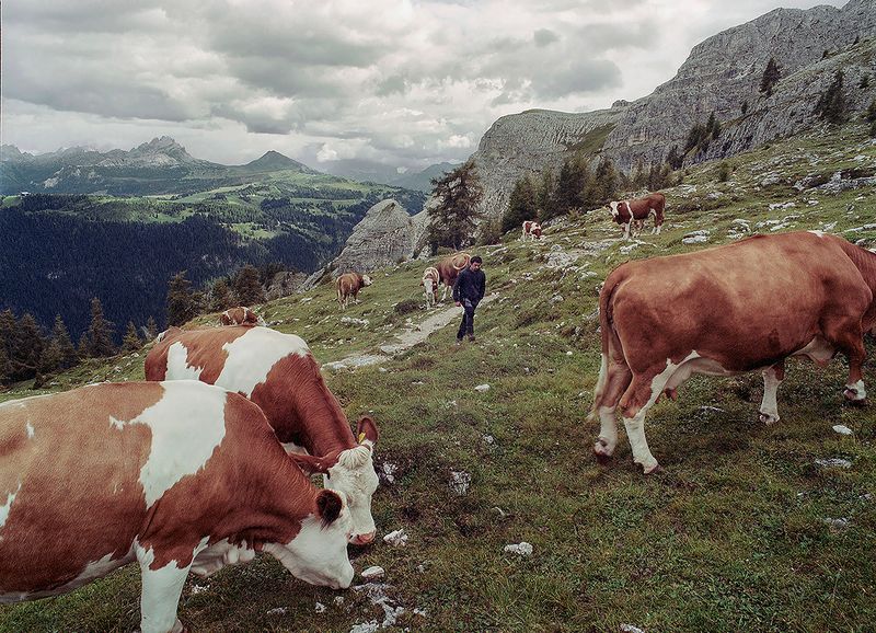 © Claudia Mann - Hubert Comploi, the herder at the Gardenacia hut, counts his cows.