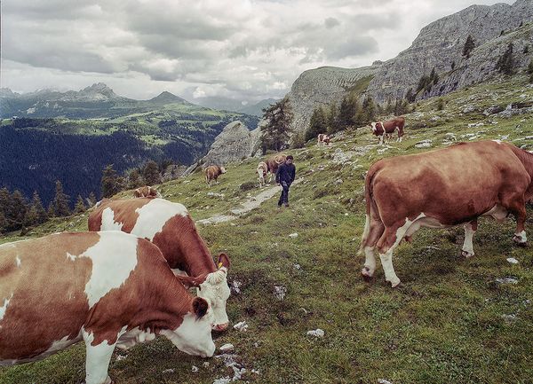 © Claudia Mann - Hubert Comploi, 26, the herder at the malga Gardenacia, during his daily count of the cows he cares for.