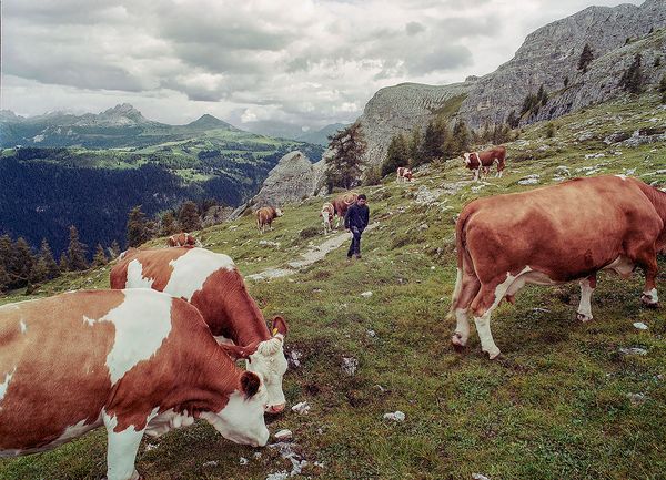 © Claudia Mann - Hubert Comploi, 26, the herder at the malga Gardenacia, during his daily count of the cows he cares for.