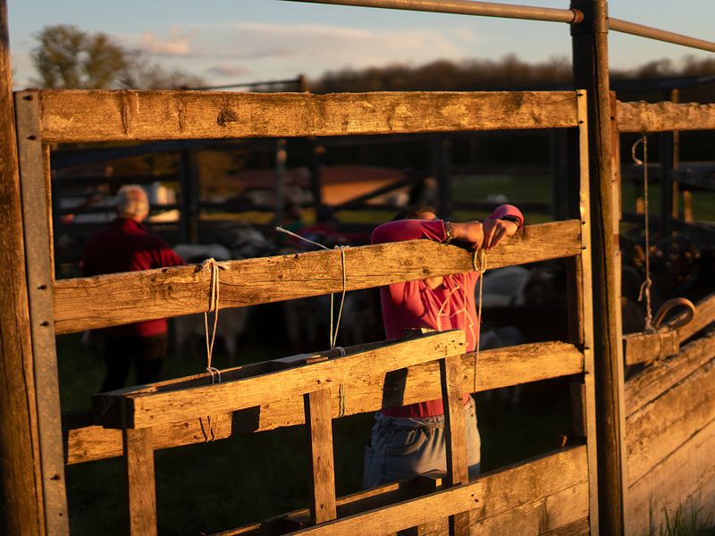 © Claudia Mann - Fixing up the pen for the night at Staffoli. Second day of transhumance.