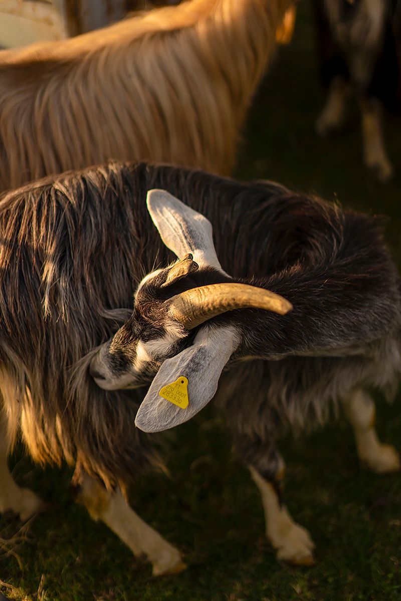 © Claudia Mann - Sunset in the pen. First day of transhumance.