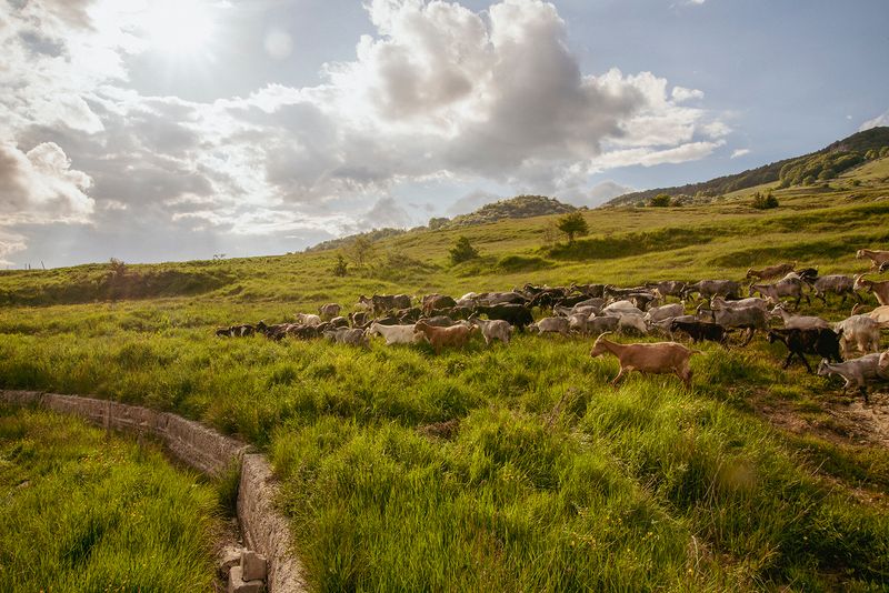 © Claudia Mann - Arrival at Monteforte (Capracotta).Third day of transhumance.