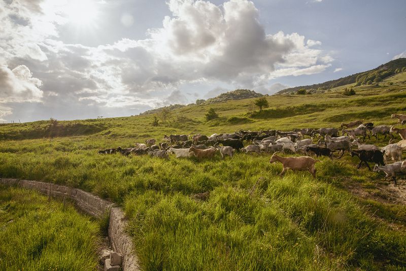 © Claudia Mann - Arrival at Monteforte (Capracotta).Third day of transhumance.