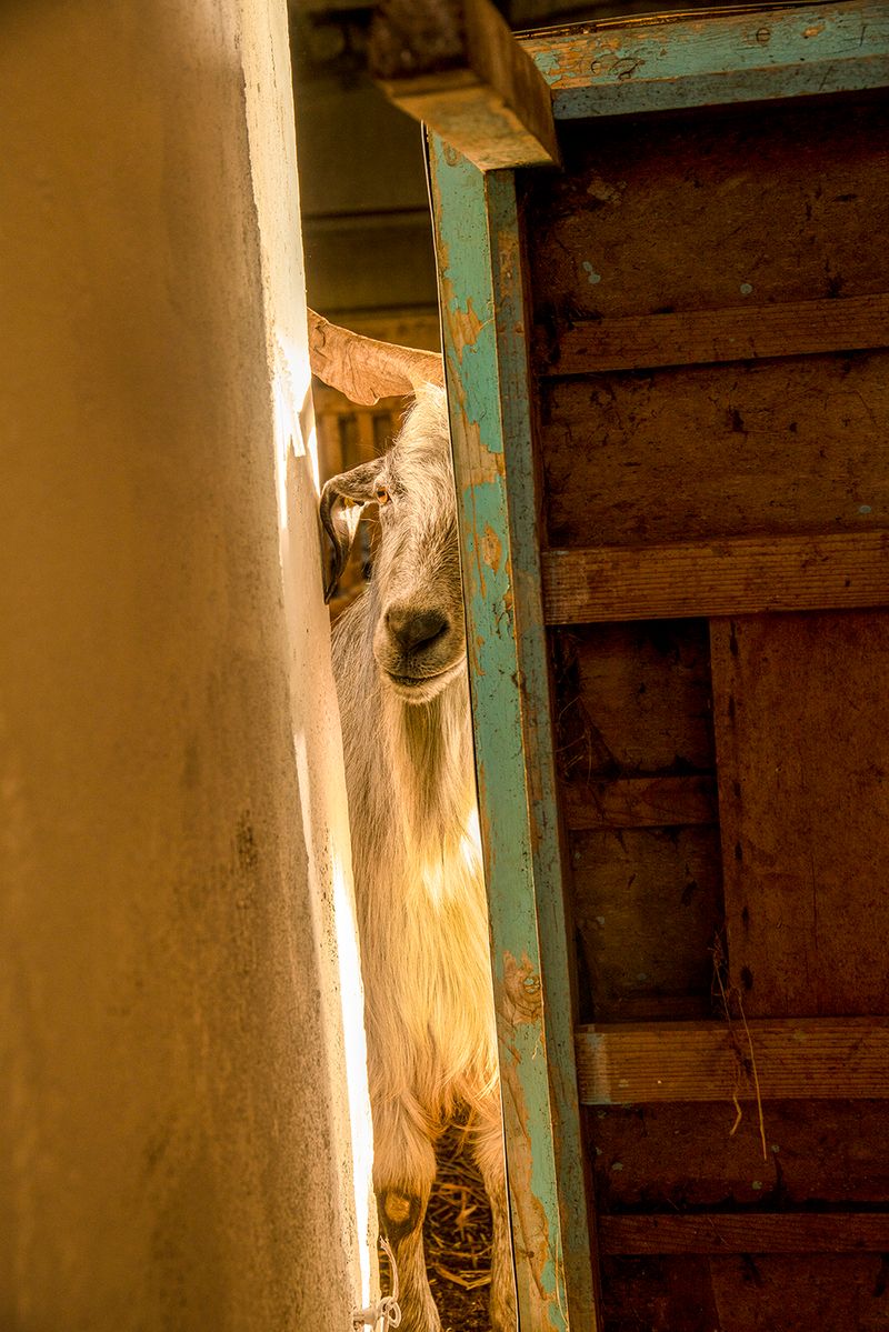 © Claudia Mann - Peppino in the barn. Third day of transhumance.