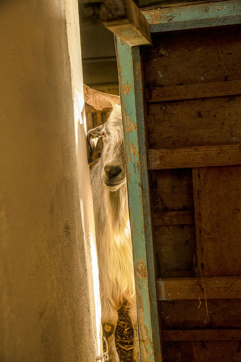 © Claudia Mann - Peppino in the barn. Third day of transhumance.