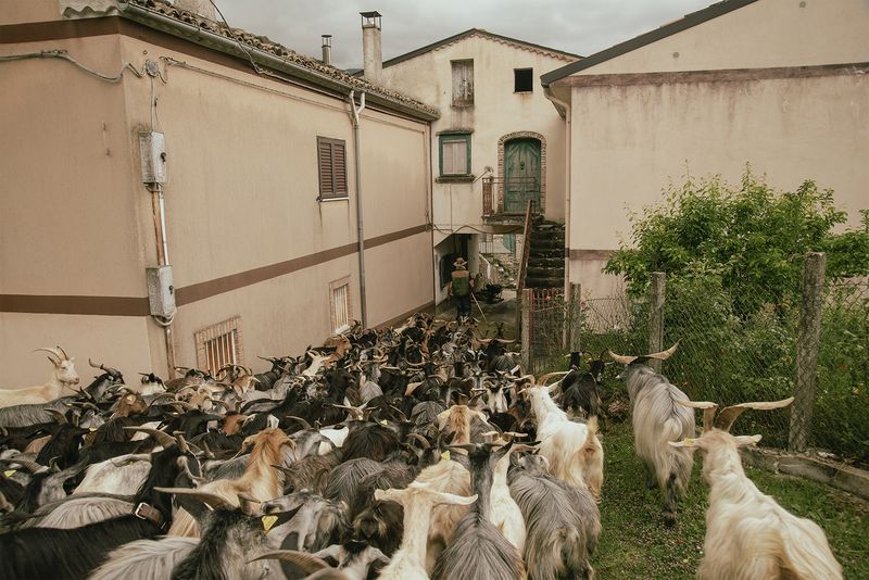 © Claudia Mann - Leading the herd. First day of transhumance.
