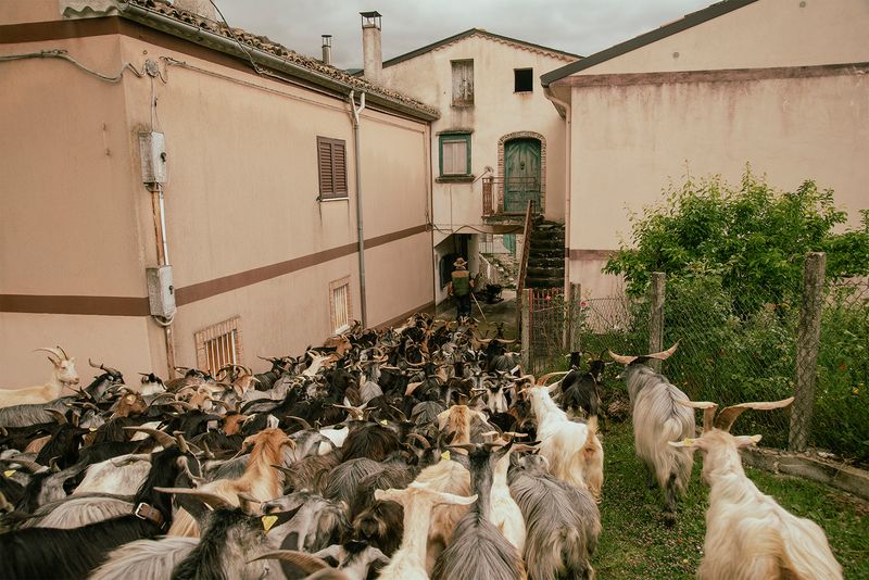 © Claudia Mann - Leading the herd. First day of transhumance.