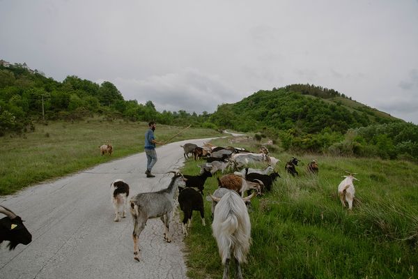 © Claudia Mann - Last graze at Duronia I. The day before transhumance.