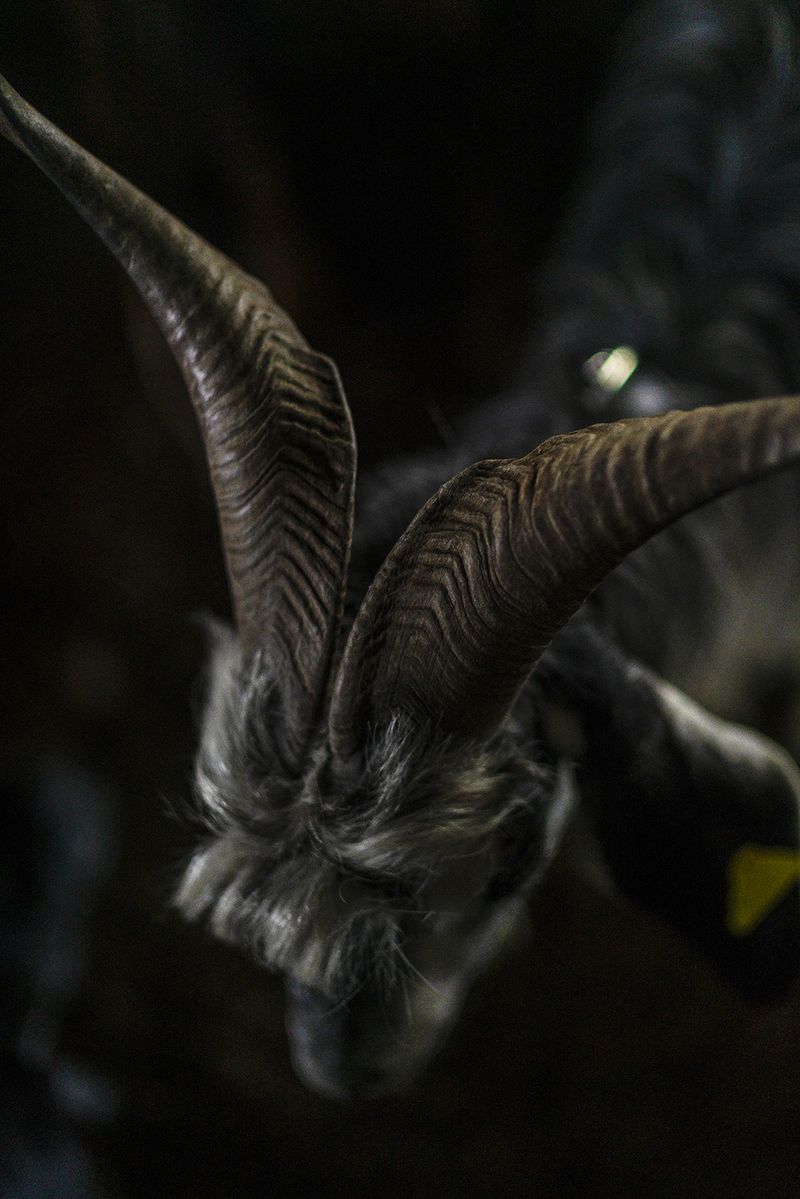 © Claudia Mann - At night in the pen at Staffoli. Second day of transhumance.
