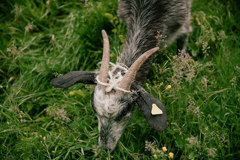 © Claudia Mann - Last graze at Duronia II. The day before transhumance.