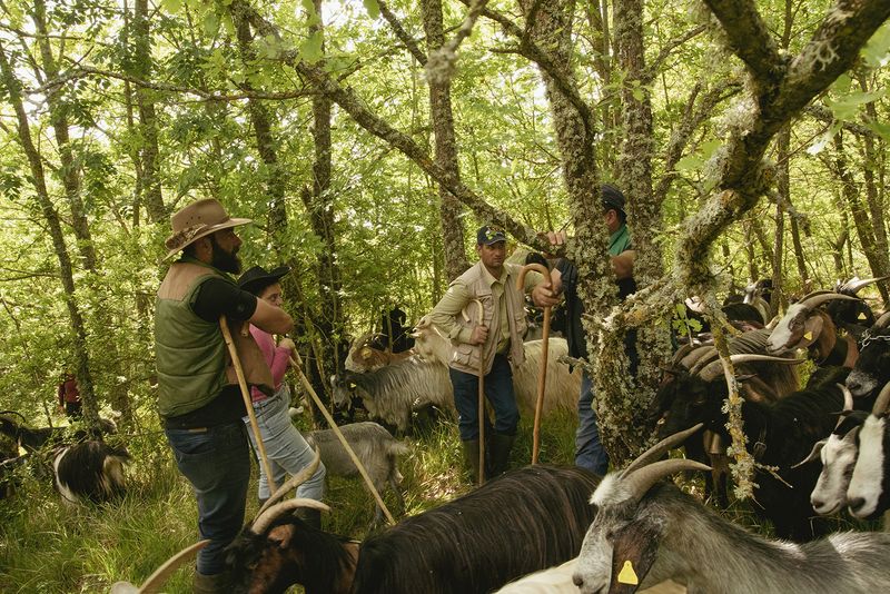 © Claudia Mann - Valerio, Marianna, Mimì, and Lupone discuss the best route to take. Second day of transhumance.