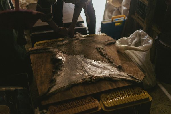 © Claudia Mann - Ashing and salting goat skin. The day before transhumance.
