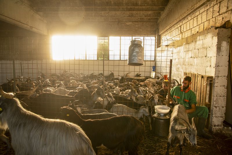 © Claudia Mann - Valerio milking his goats in the barn. Third day of transhumance.