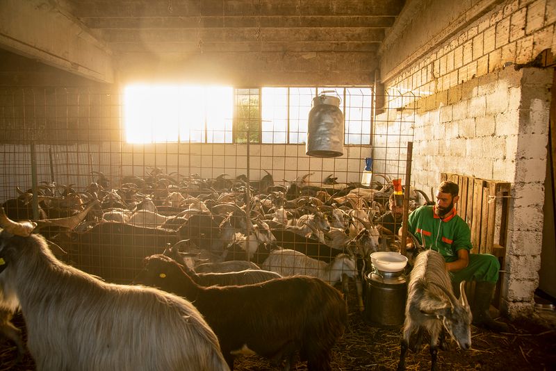 © Claudia Mann - Valerio milking his goats in the barn. Third day of transhumance.