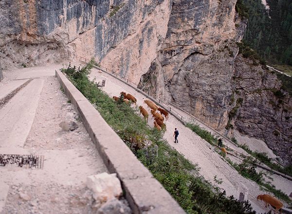 © Claudia Mann - Farmers and their cows start jí a munt to Munt de Sennes with an initial difficult climb.