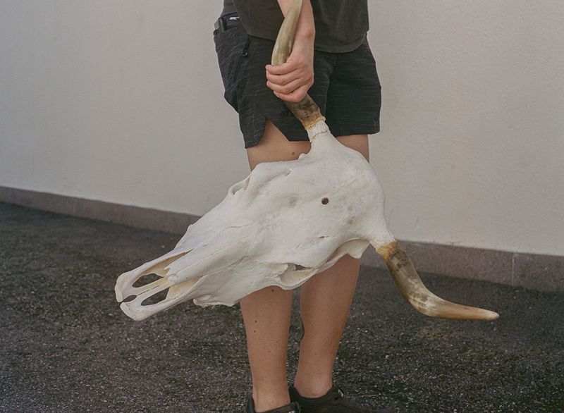 © Claudia Mann - Cow skull with the bullet hole.