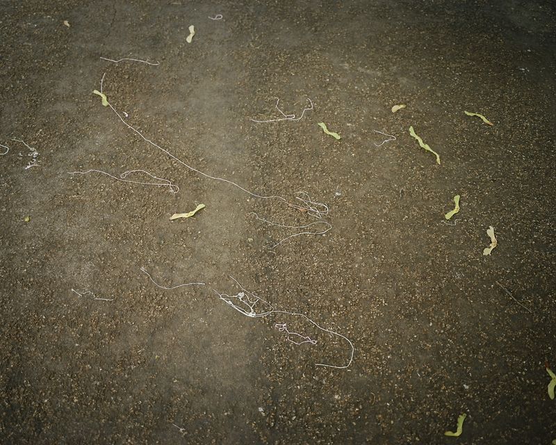© alice zoo - Image from the But it shimmers, it does not stop photography project