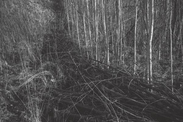 © Magdalena Ubysz - Traces left by the Nazis, which I discovered in the unfinished motorway and nearby forests in Poland.