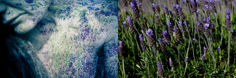 © Nicole Vittoria de Jager - 6