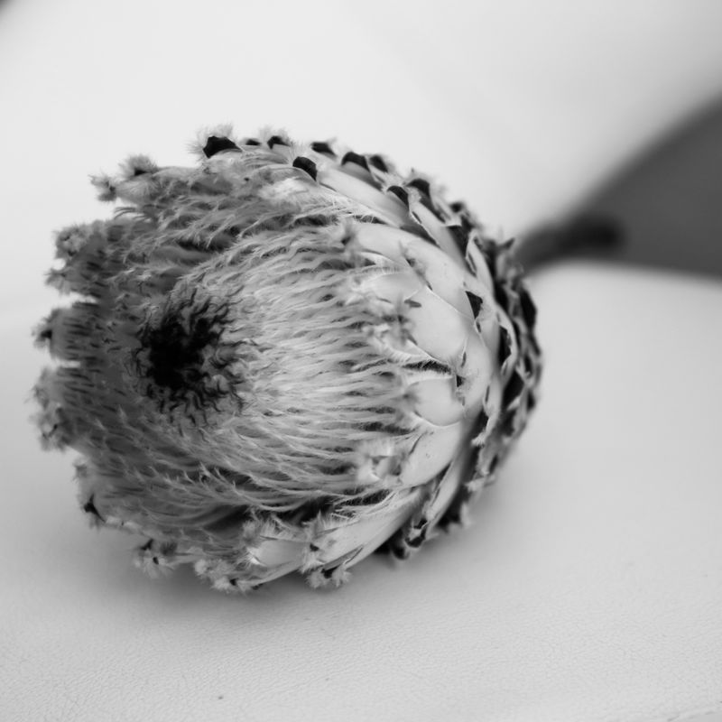 © Nicole Vittoria de Jager - Proudly Protea, Layered And Resilient (Cape Town, South Africa)