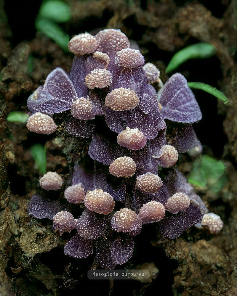 © Craig Ames - Image from the Photographs of British Algae - AI Impressions photography project