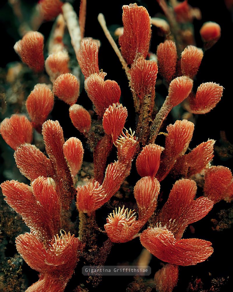 © Craig Ames - Image from the Photographs of British Algae - AI Impressions photography project