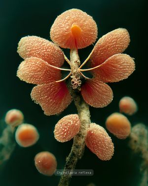 Photographs of British Algae - AI Impressions