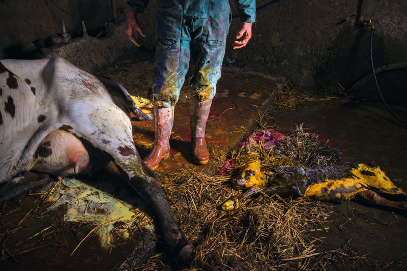 © Lionel Jusseret - Image from the KOLOSTRUM photography project