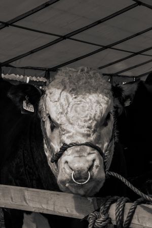 Curly's Portrait