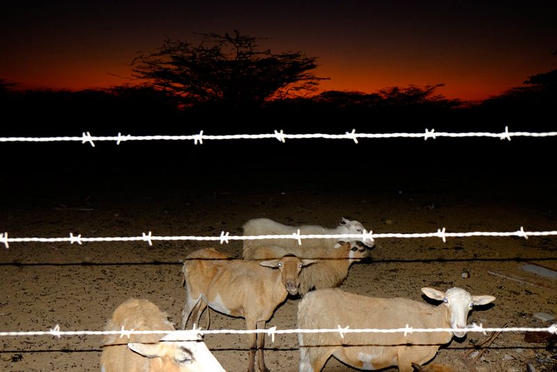 © Santiago Escobar-Jaramillo - Goats are resistant animals for dry regions. Goats provide milk, meat and wool.