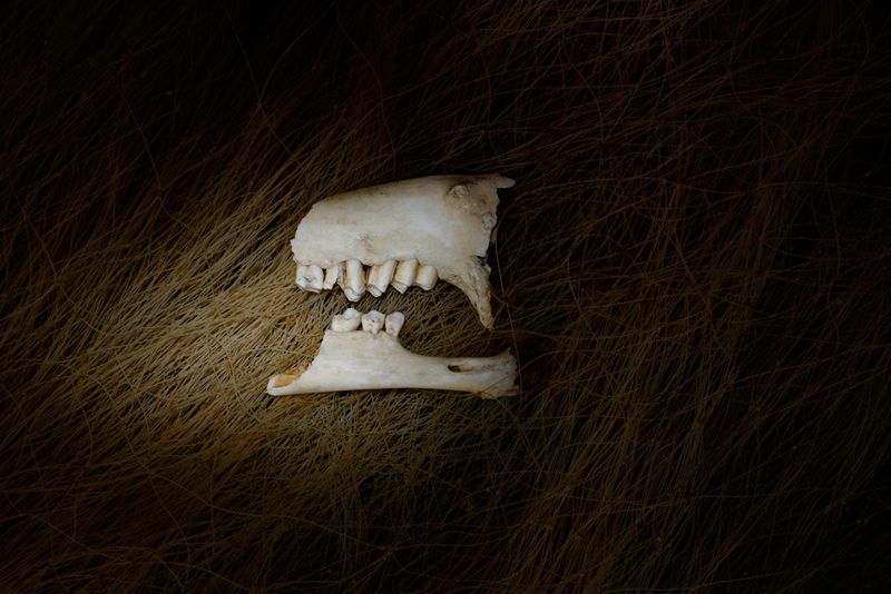 © Santiago Escobar-Jaramillo - Bones of a goat's jaw lies on top of a fishing net.