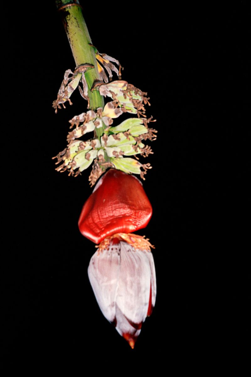 © Rocco Venezia - Image from the Nekyia photography project