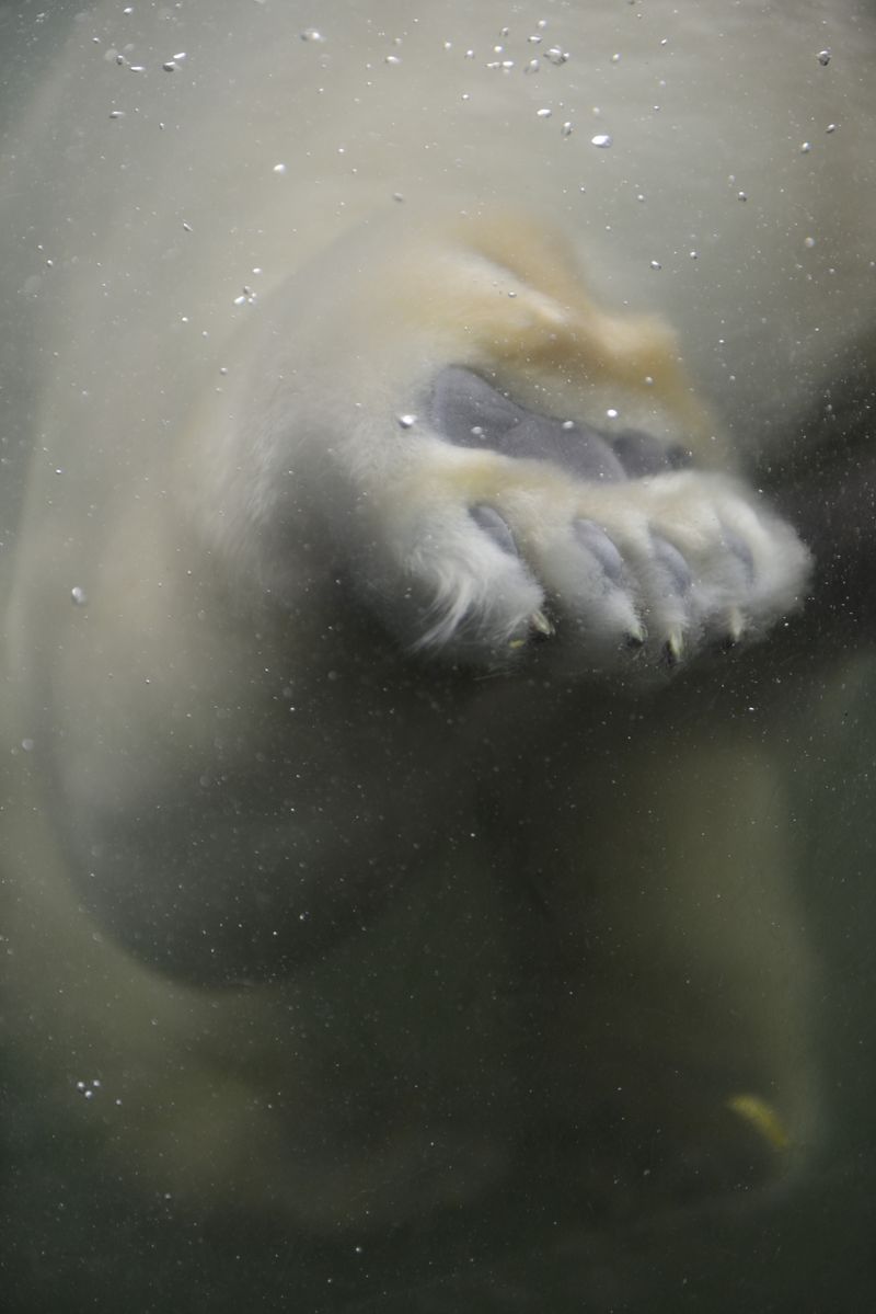 © Alvaro Keding - Image from the The wildness photography project