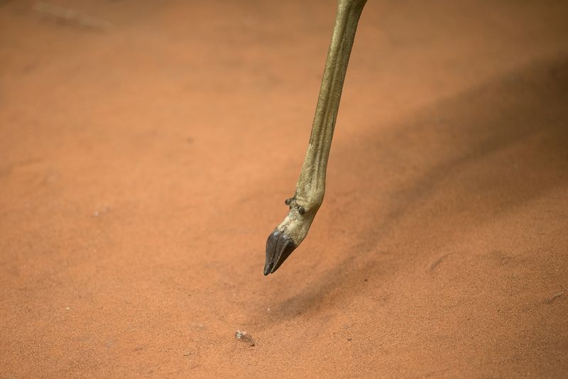 © Alvaro Keding - Image from the The wildness photography project