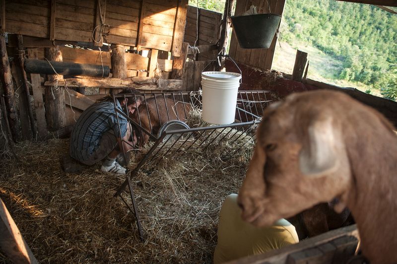 © Michele Lapini - Semi Bradi - Umbertide (Italy)