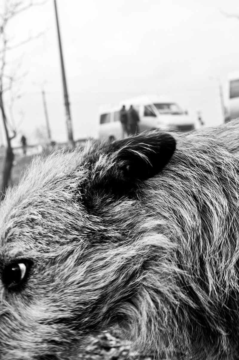 © Anna Voitenko - He had no name. He was living near a metro station. He was not afraid of people.