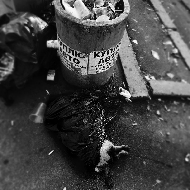 © Anna Voitenko - The dead dog in a garbage bag lying near a bus stop. He was cruelly killed by the "doghunters" in Kiev.