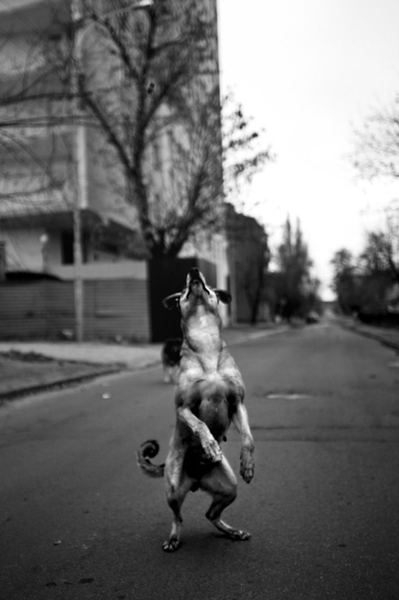 © Anna Voitenko - His nickname was Jack. He was very cheerful and was happy to walk on his hind legs